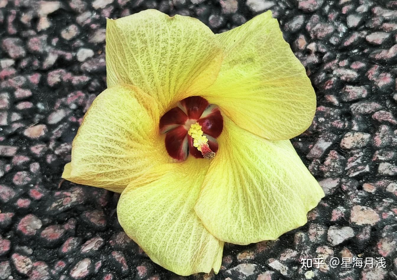 植物篇︱黄槿：花开娇媚，朝开暮落，又美又短暂 - 知乎