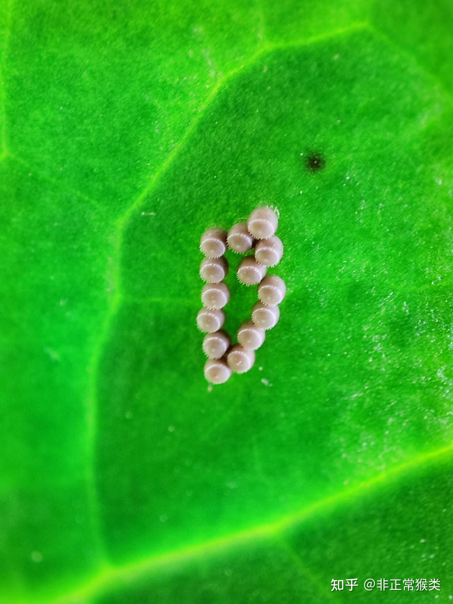 这种卵是臭虫卵么? - 知乎