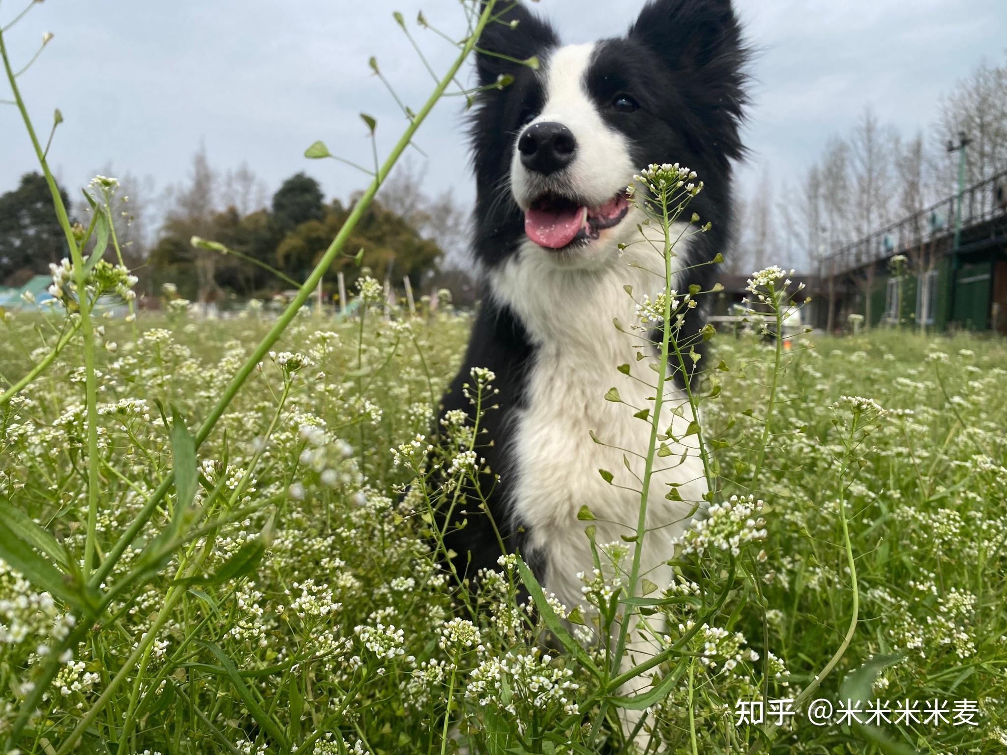 如果养狗狗的代价是不能睡懒觉,每天减少90分钟私人时间,你还愿意吗?