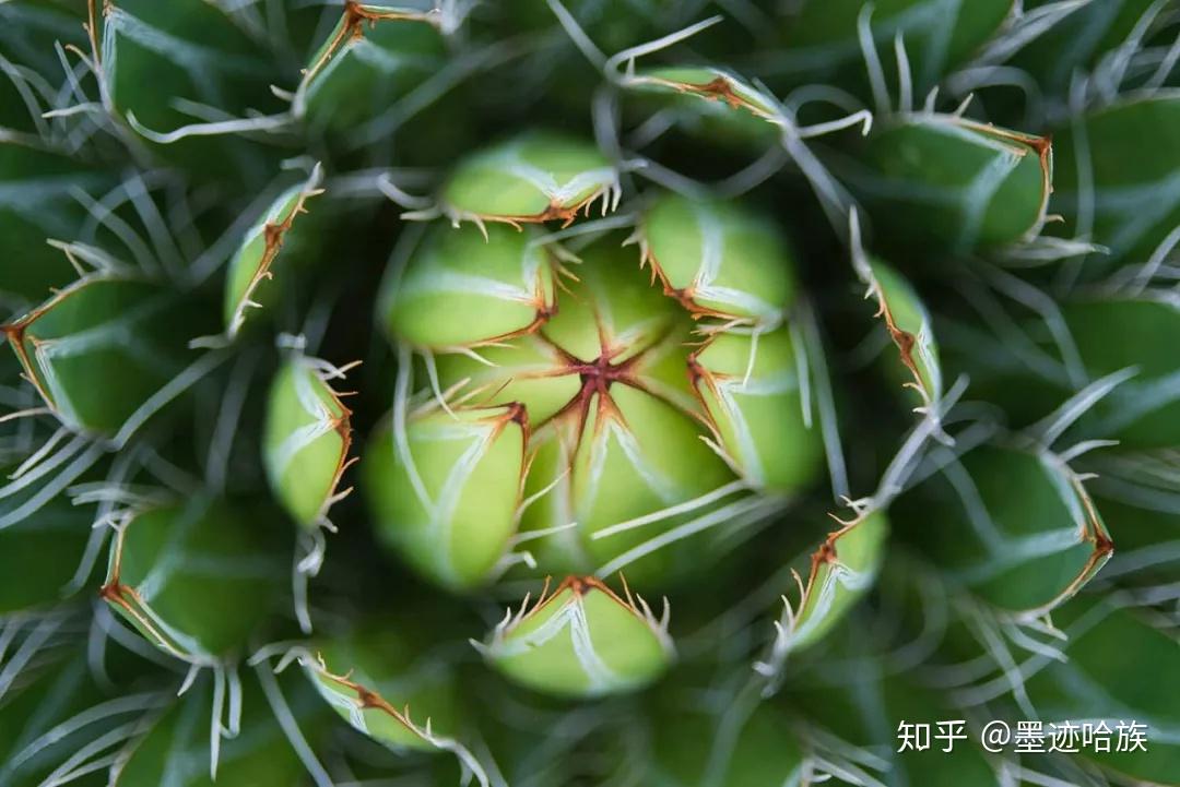 墨绿色做壁纸咯? - 知乎