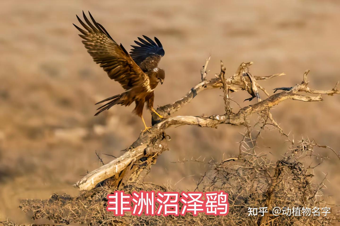 85图带您了解鹰科的鸟类,它们是苍穹之上的猛禽王者 - 知乎