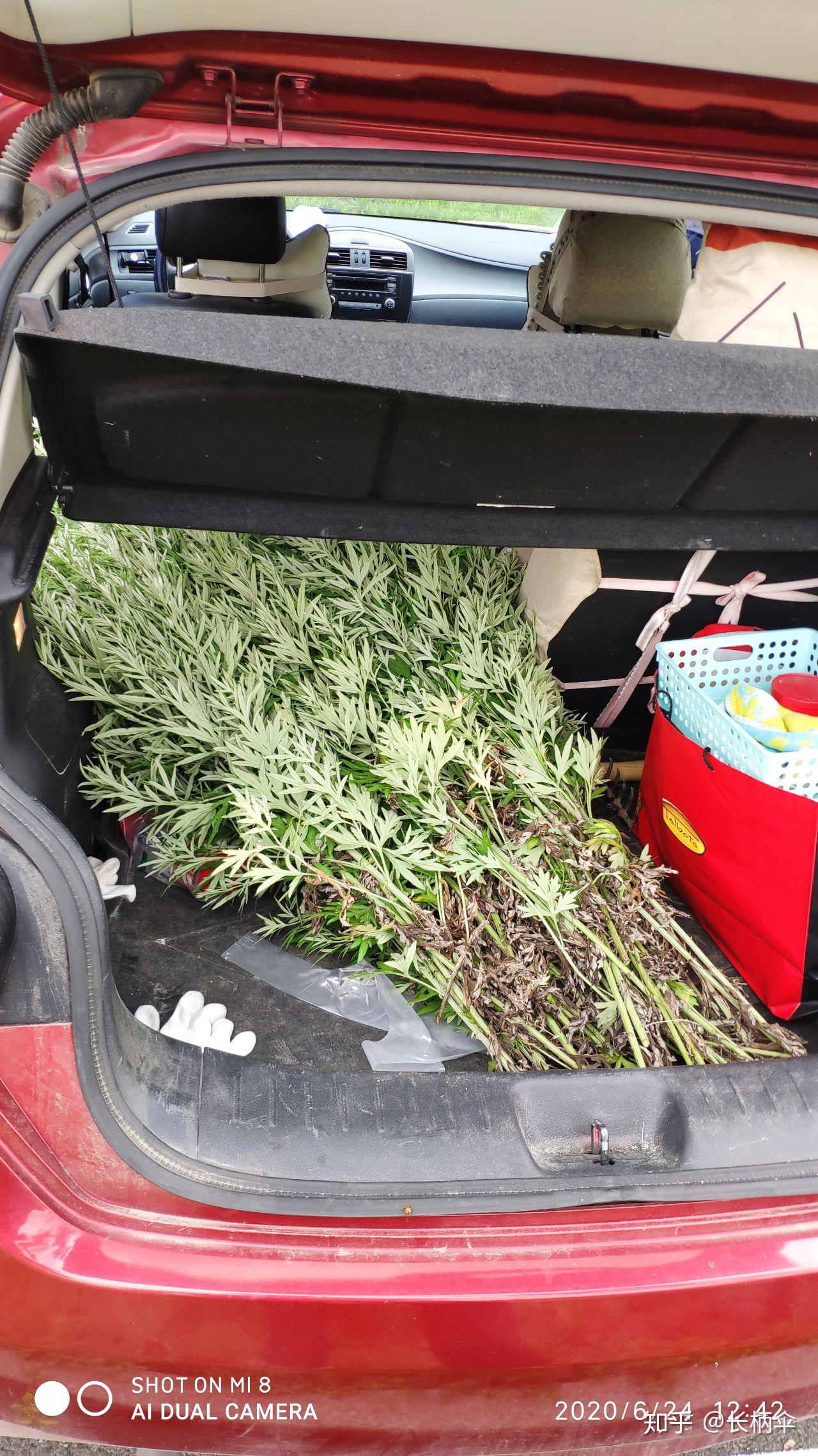 圆叶艾草是个什么品种