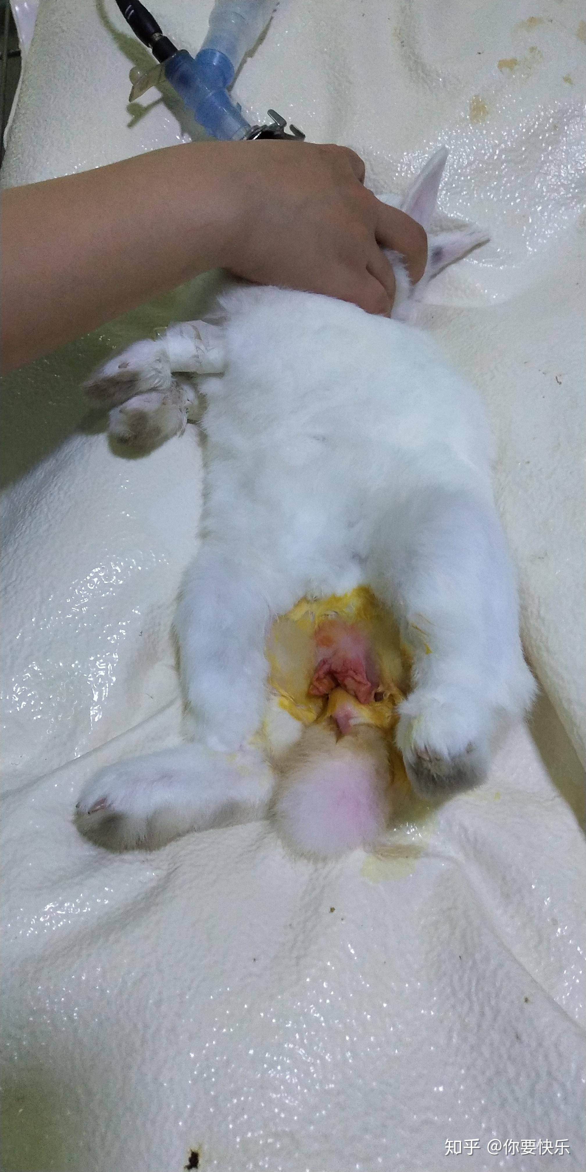 养兔子要绝育吗