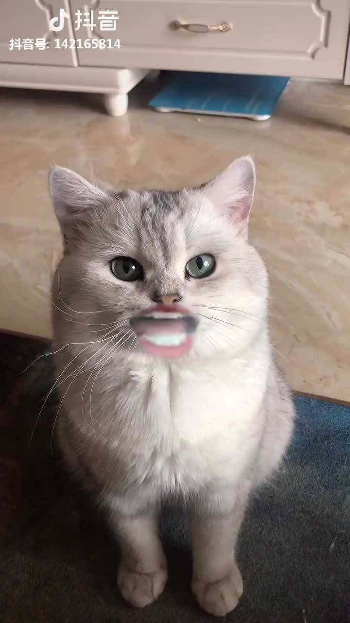 猫脸人牙表情包图片