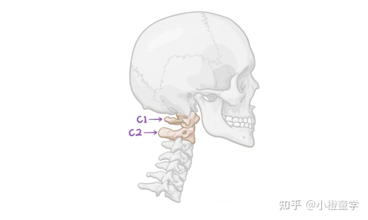 临床骨科基础—脊柱关节 - 知乎