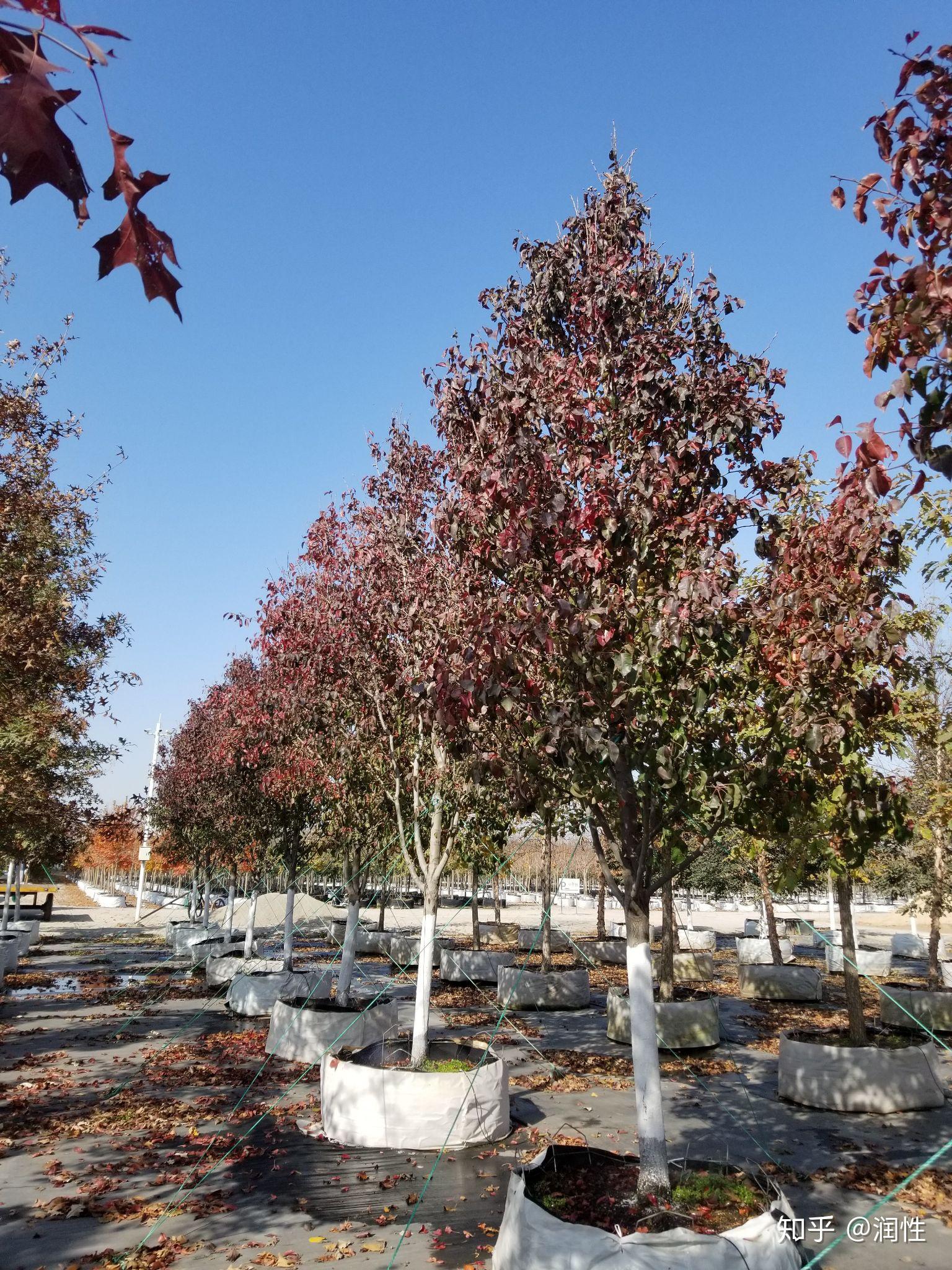 别墅绿化常用哪些树木品种? - 知乎