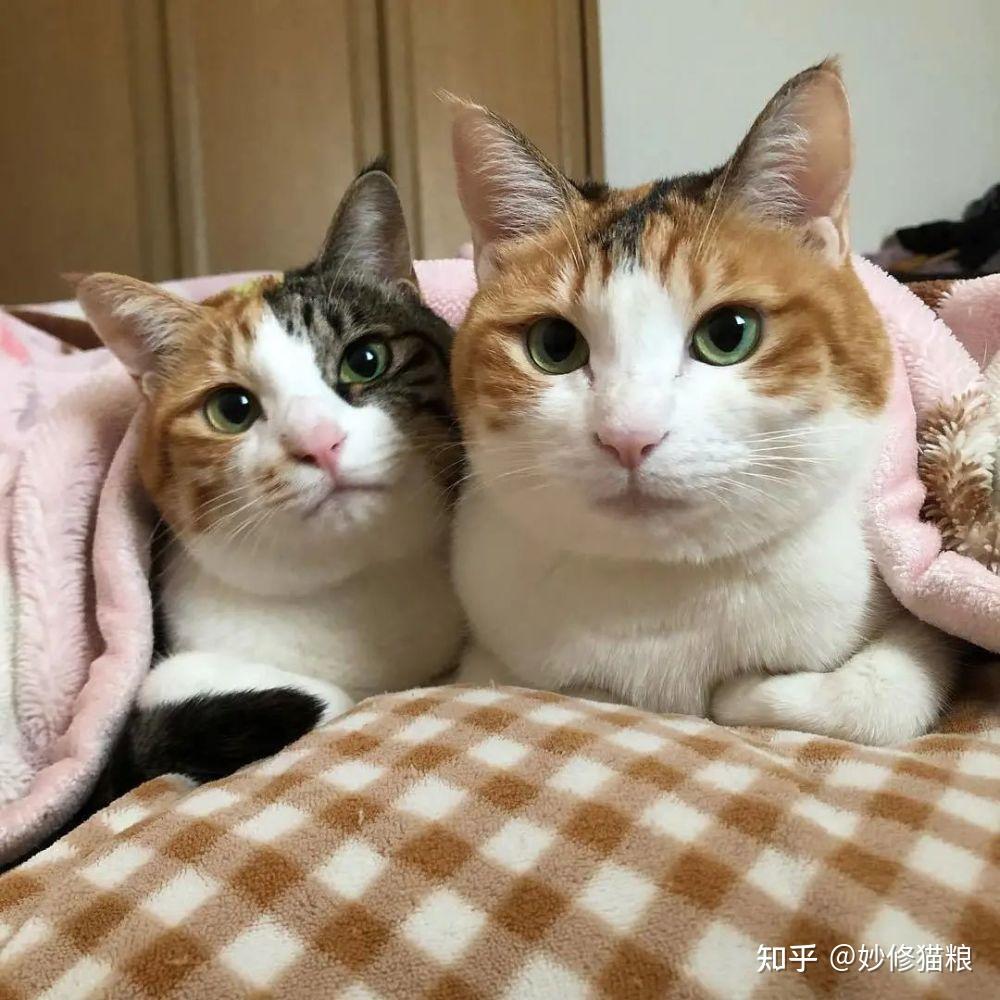 三花猫这几点太“遭人嫌”了，养过的人都说要换猫了- 知乎