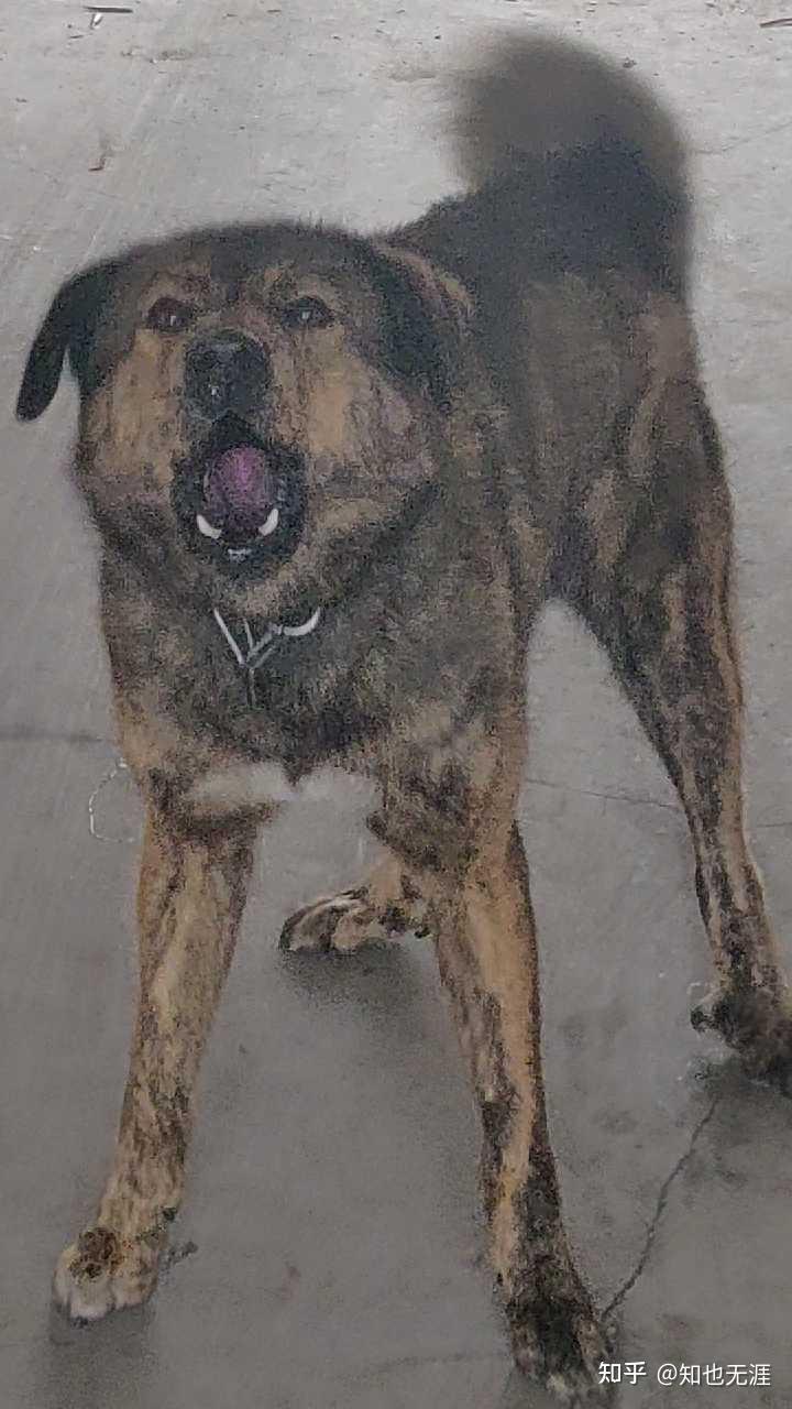 狗王大黑的崛起之狗王初长成,频战成犬再露锋芒 - 知乎