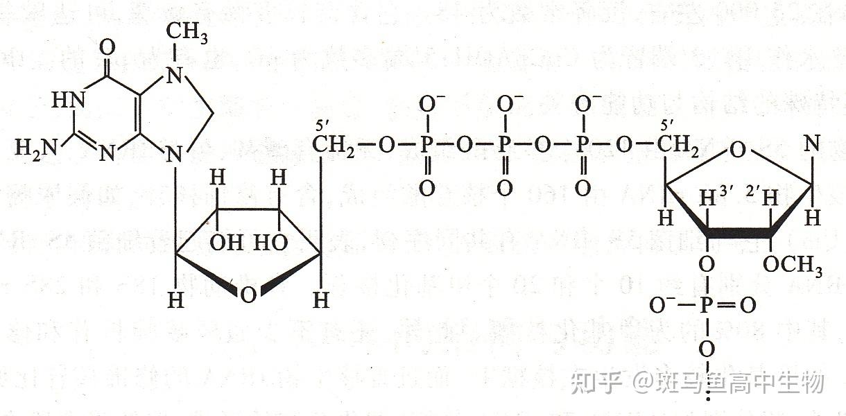 为什么mrna帽结构可以提高稳定性