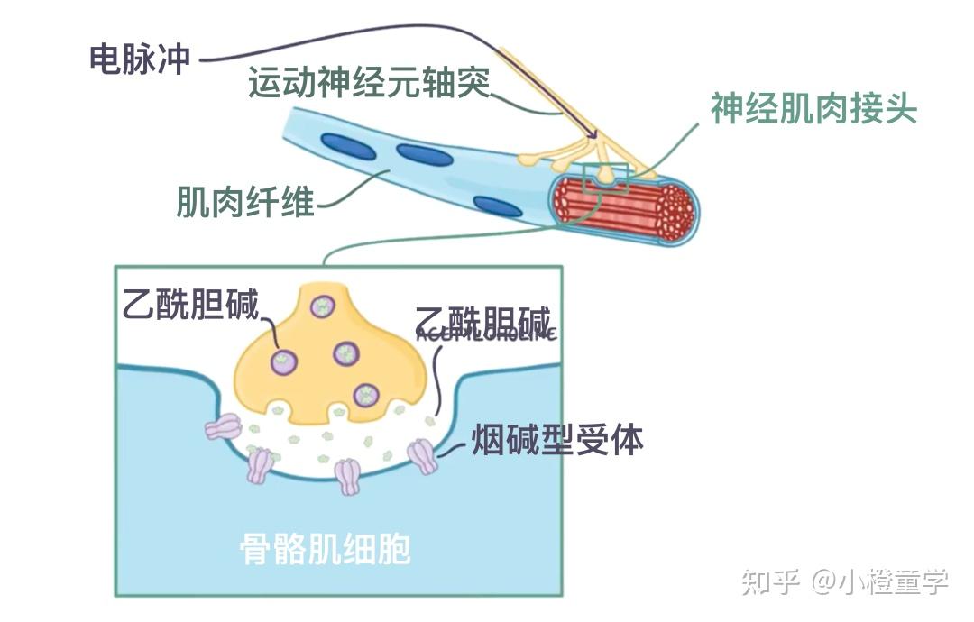 生命科学之胆碱能受体 - 知乎
