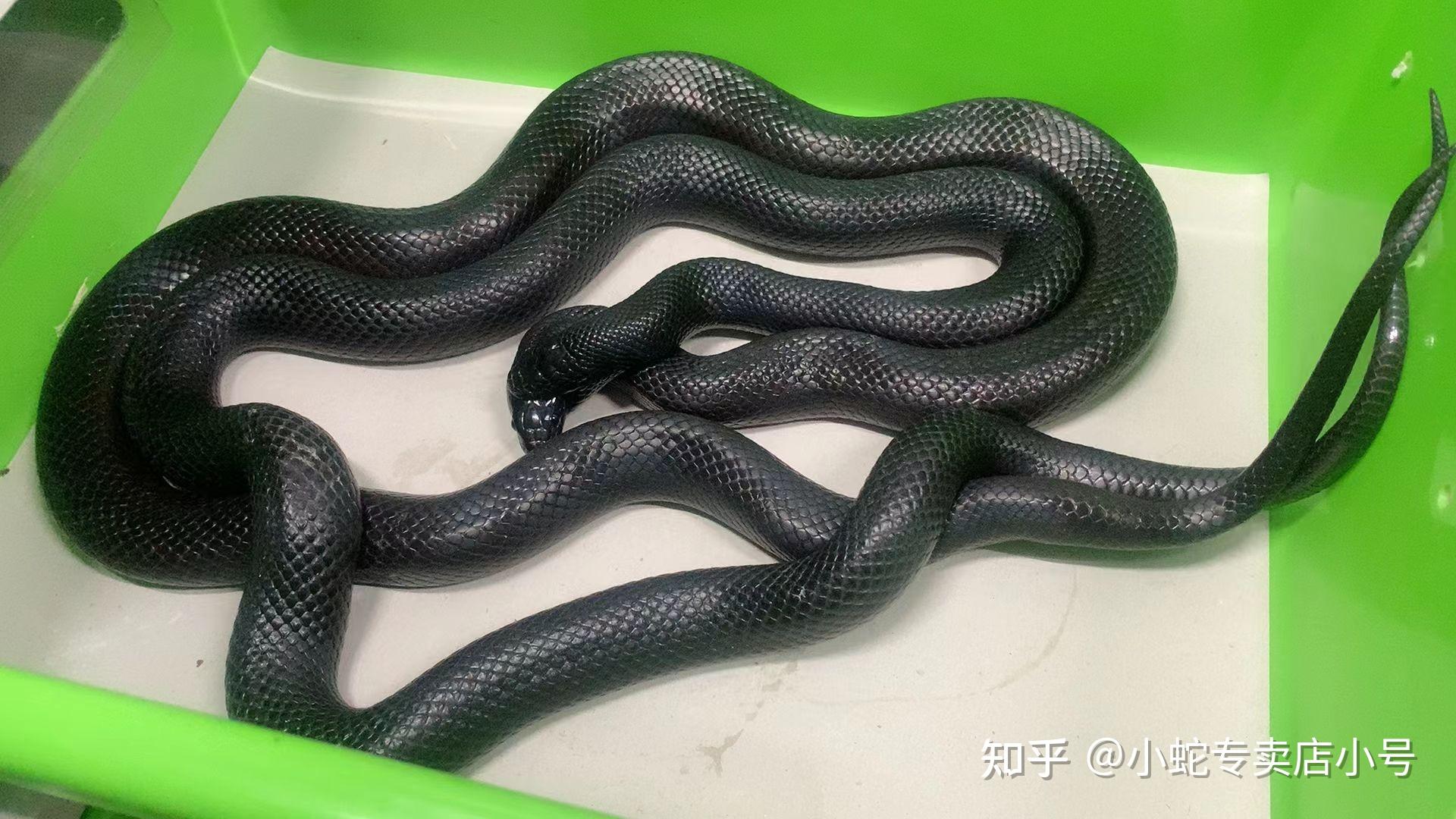 新手养白娘娘白化德州鼠蛇好养吗