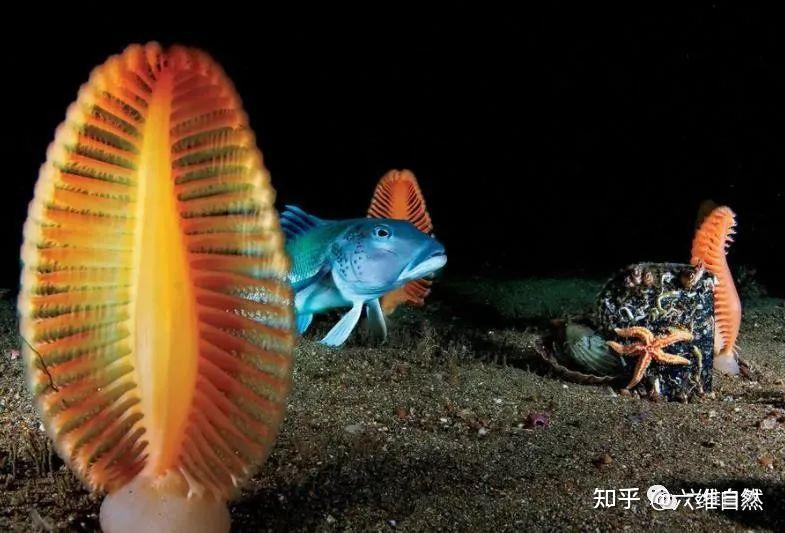 太平洋发现似毛笔生物,体长2米,又有触角乱动,是海笔新品种? - 知乎