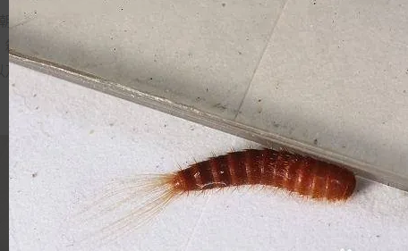 深色蠕动的虫子