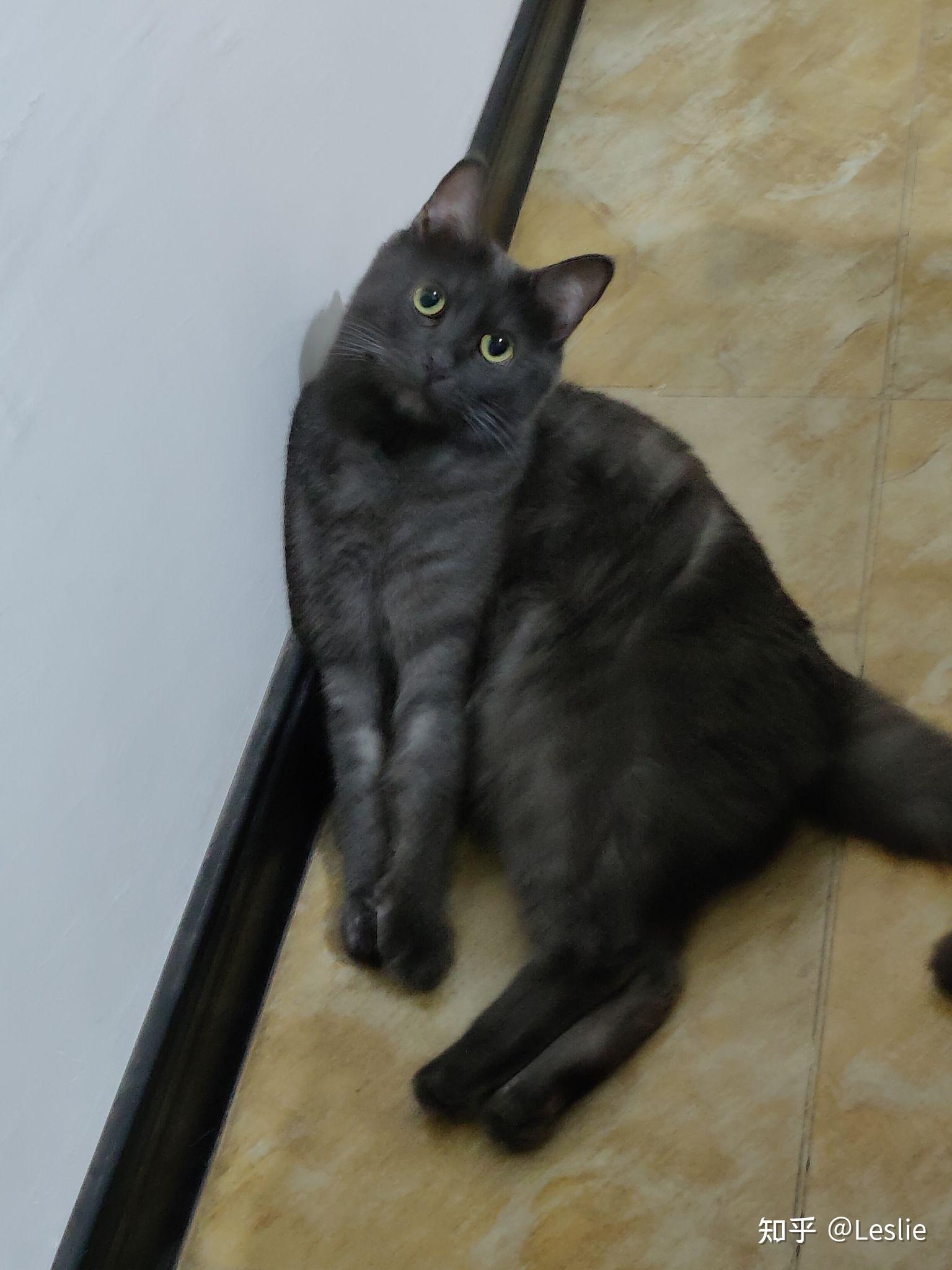 家里养的田园猫是灰色的好少见