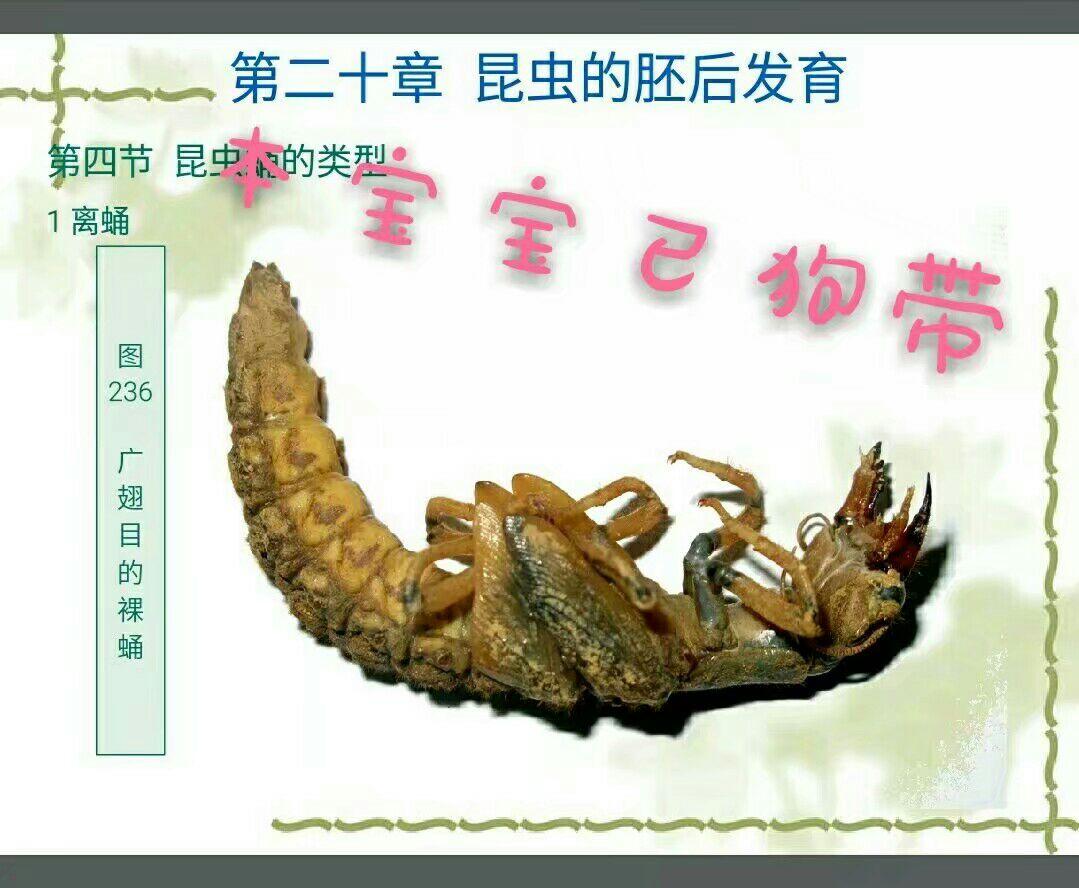 如何看待大四学生用蝴蝶翅膀做毕业设计