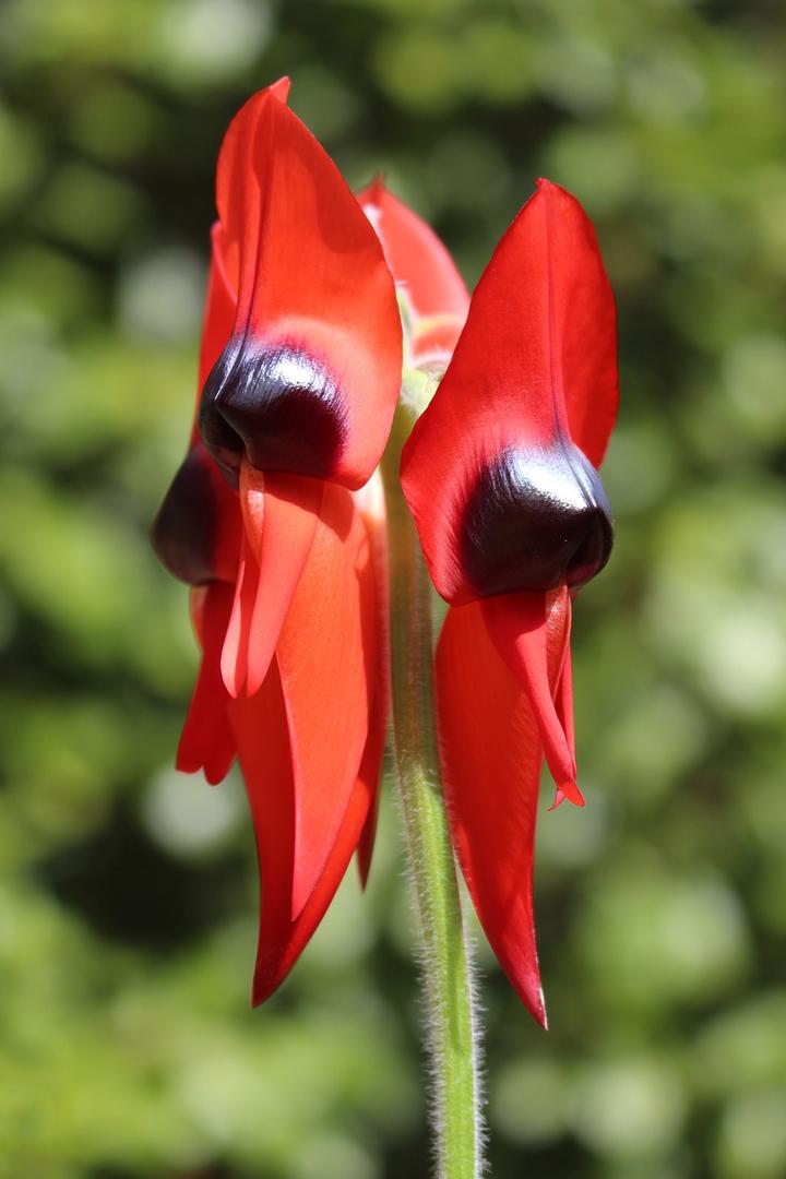 锦司晃多肉,锦晃星图片开花
