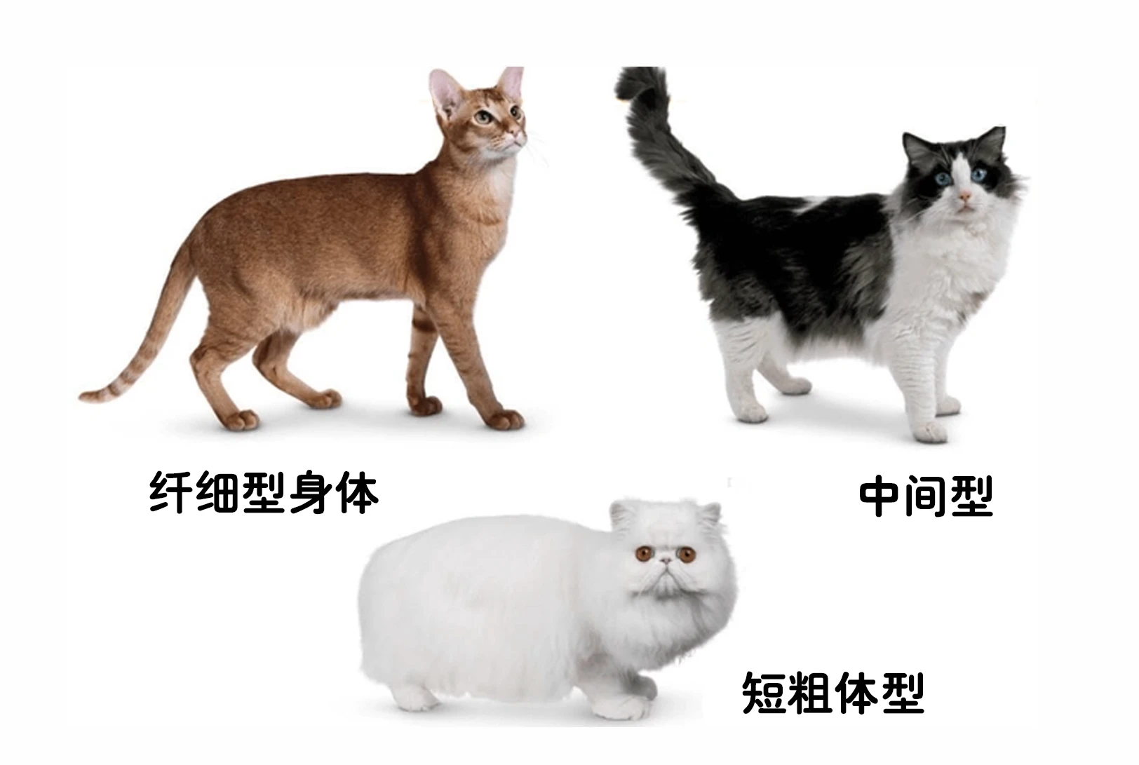 养猫知识点:从头到尾解析猫咪身体结构 - 知乎