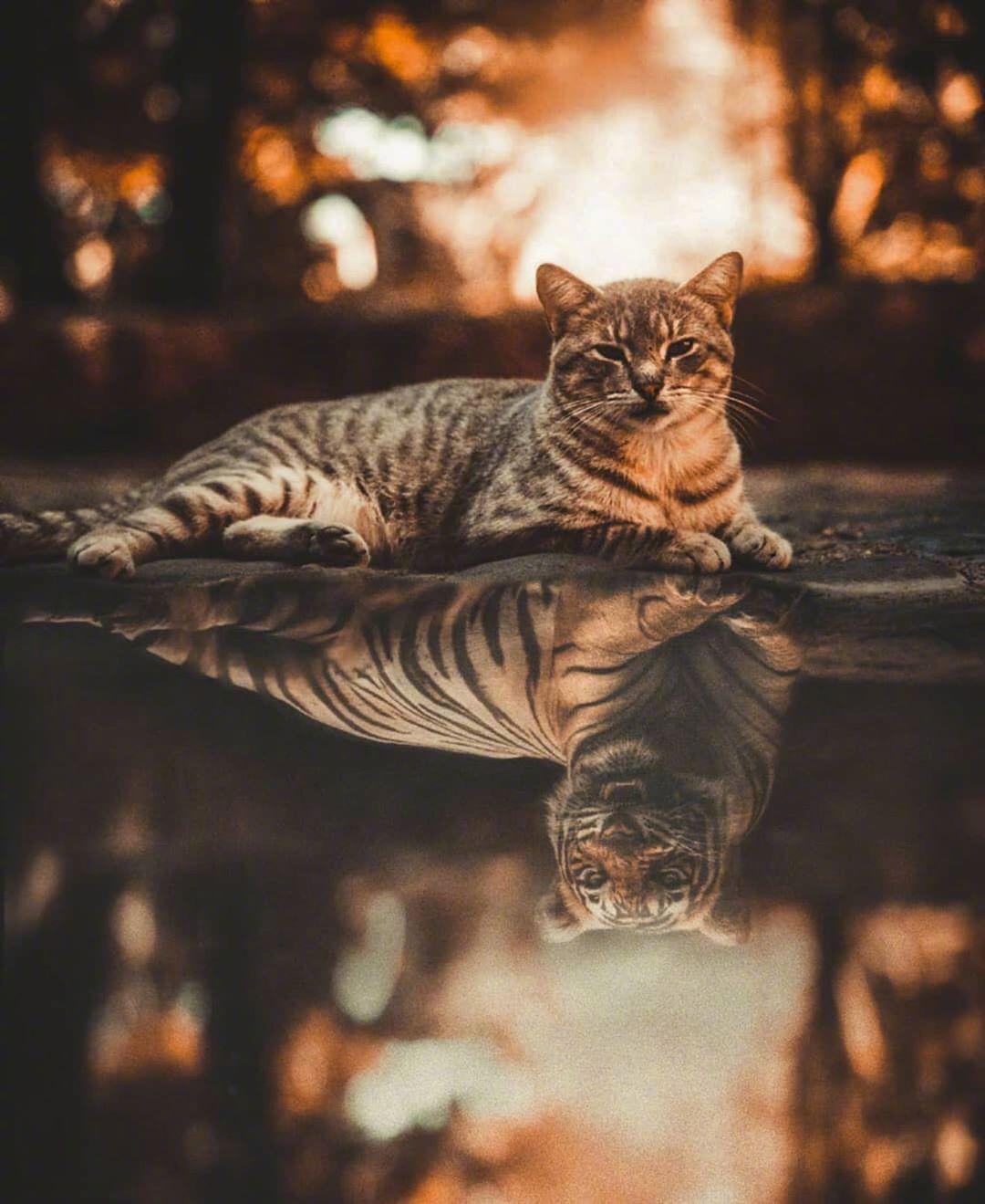 猫在水里倒影是老虎图片