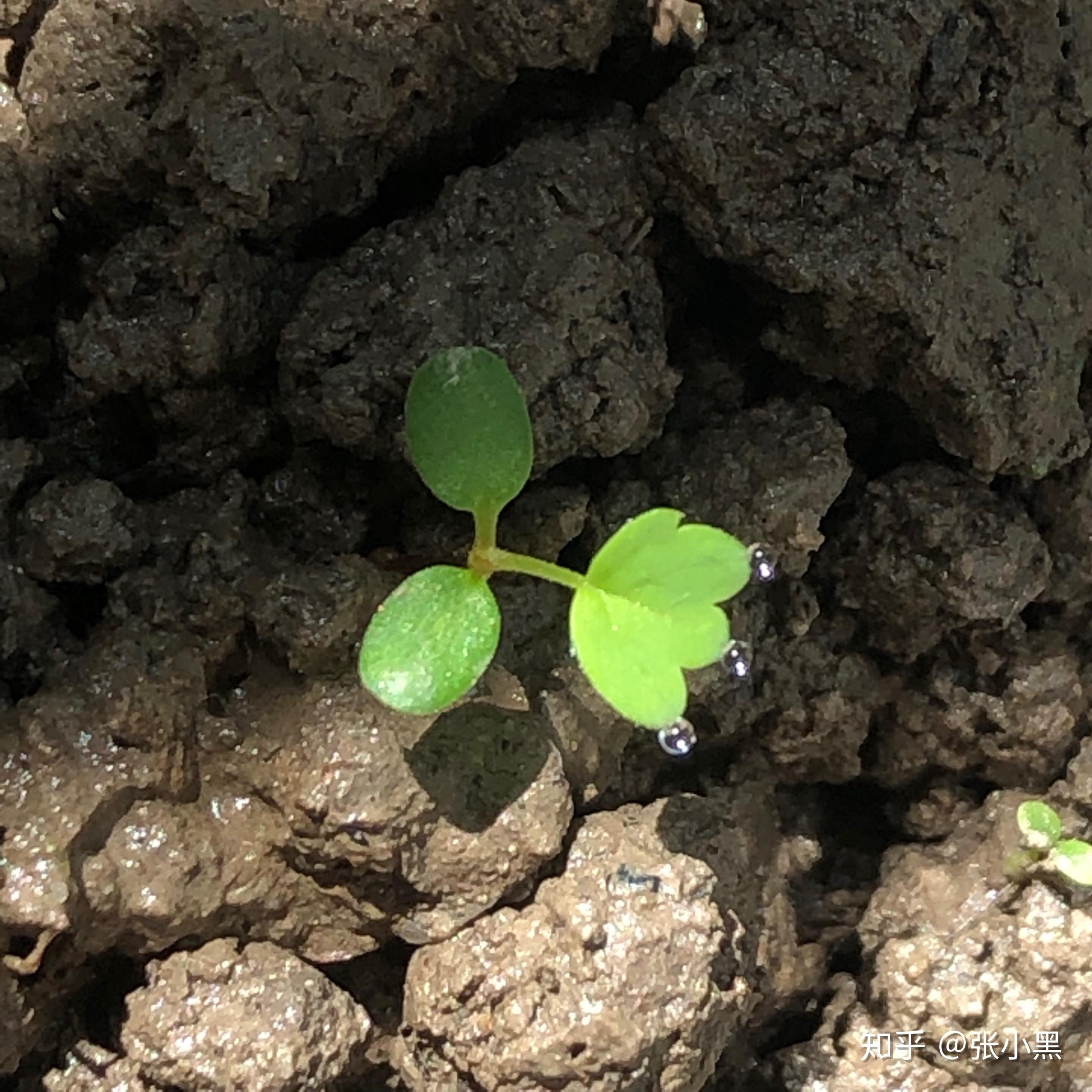 草莓 会发芽吗? - 知乎