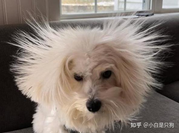 遇到“恶犬”这样做,可以救你一命! - 知乎