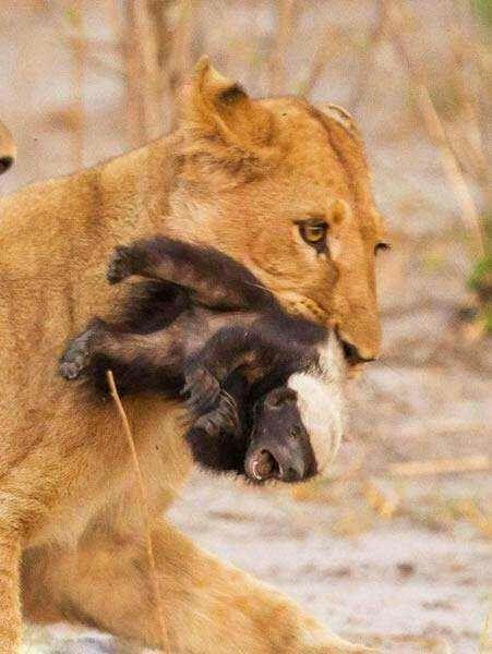 你有没有一个瞬间觉得卢本伟很可怜