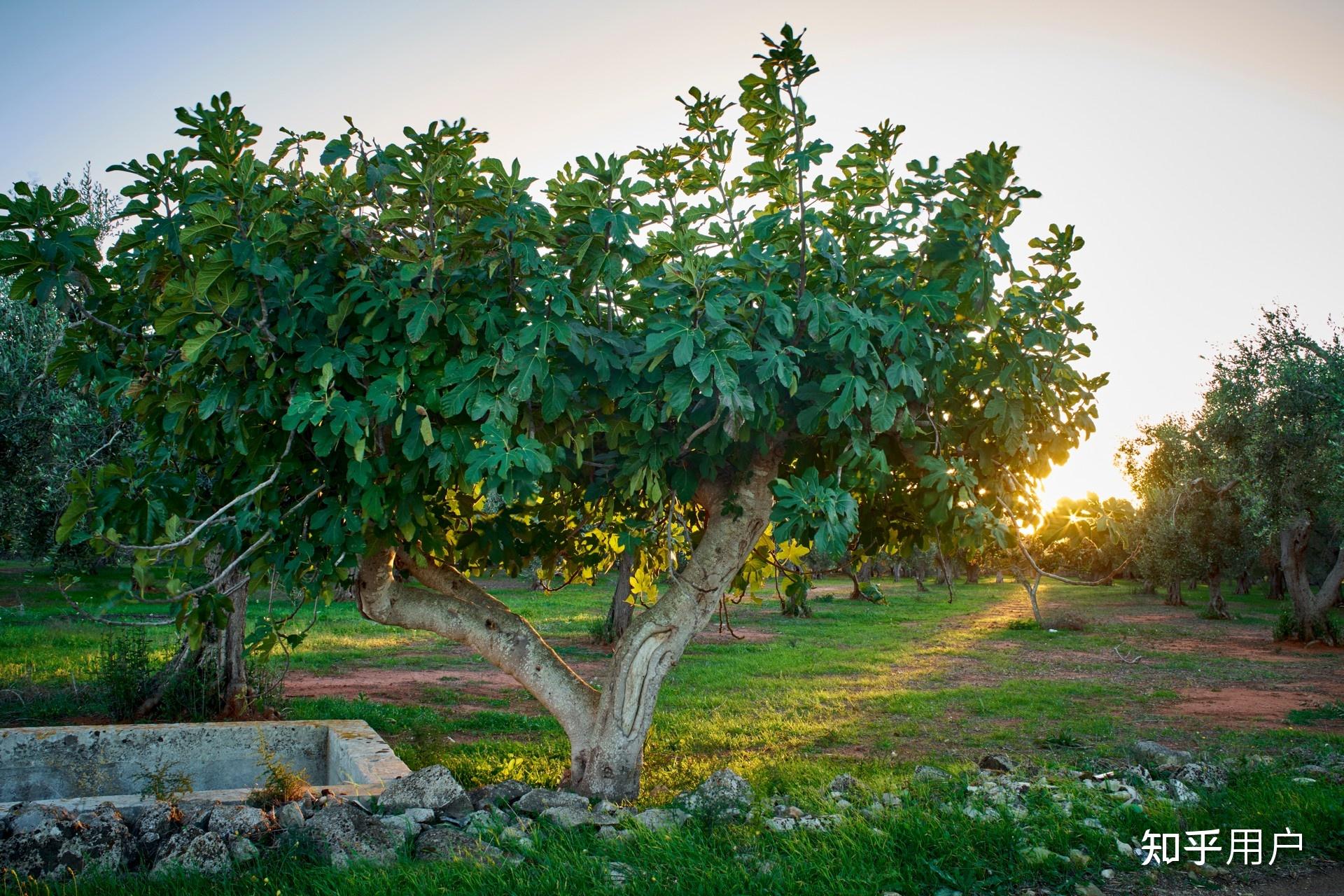 为什么《怦然心动 (Filpped)》中把「The Sycamore tree」译为「无花果树」? - 知乎