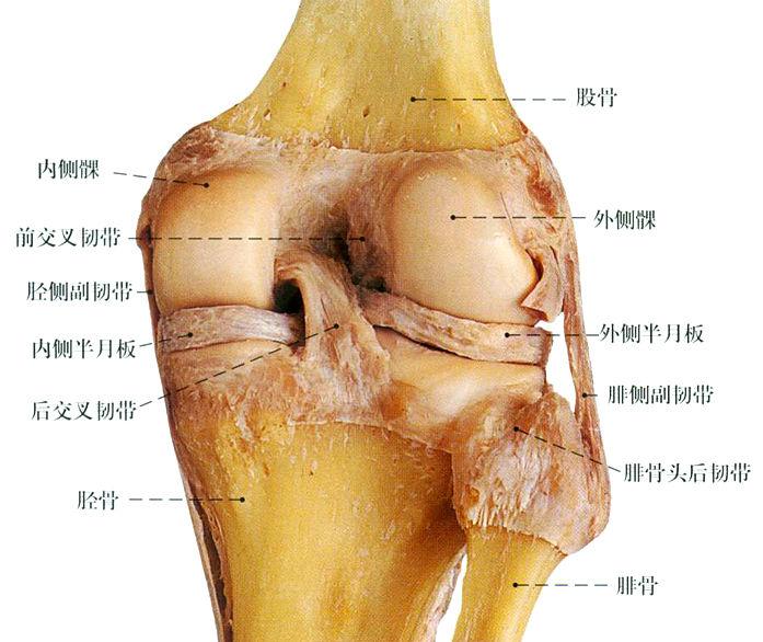 膝关节弹响 半月板拉伤 韧带拉伤有积液