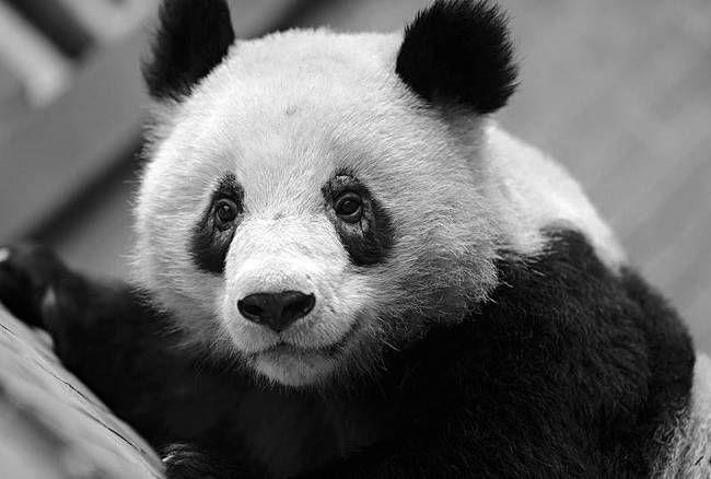 pandas-read-csv-csv-6