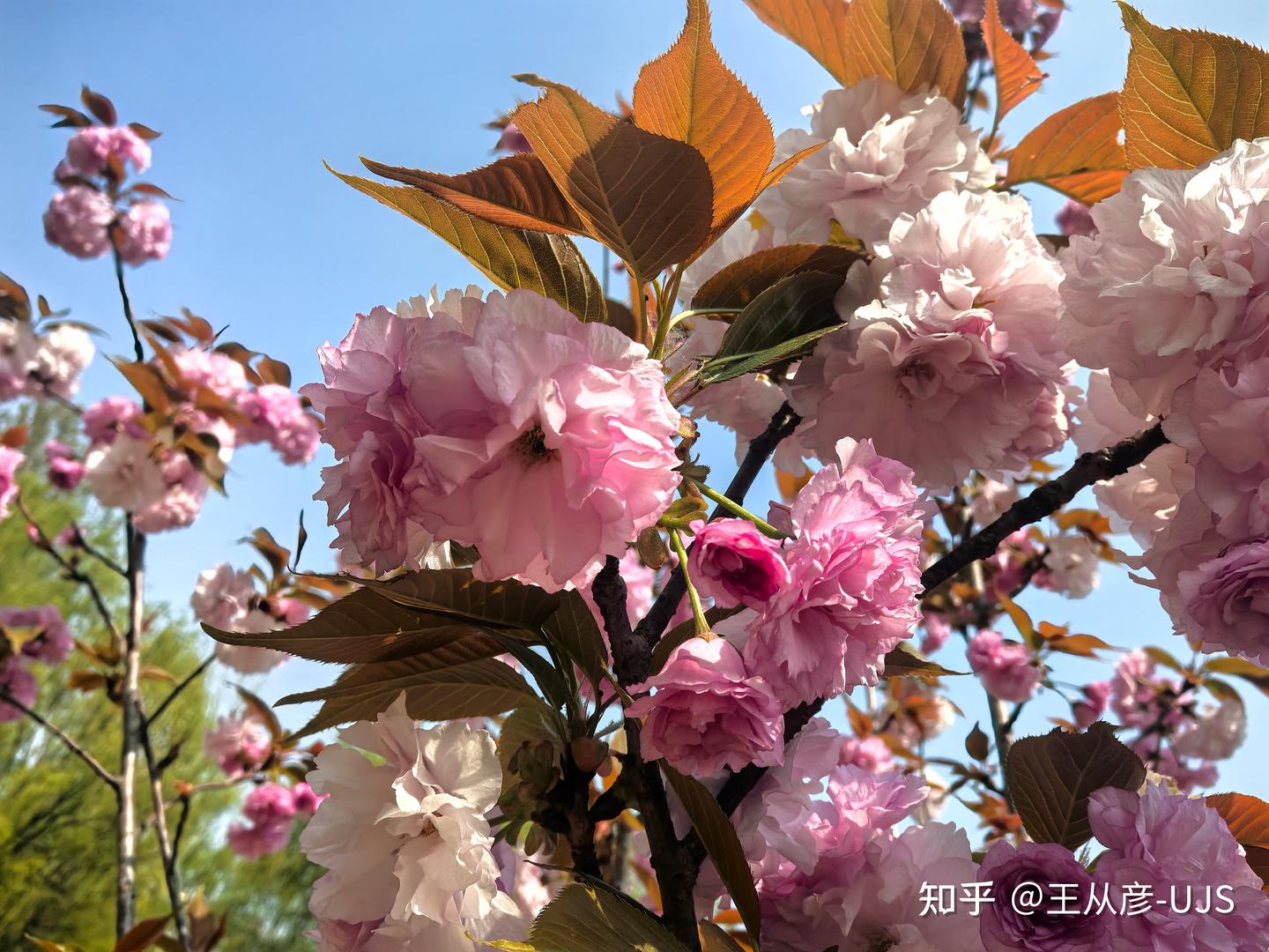 日本晚樱 - 知乎