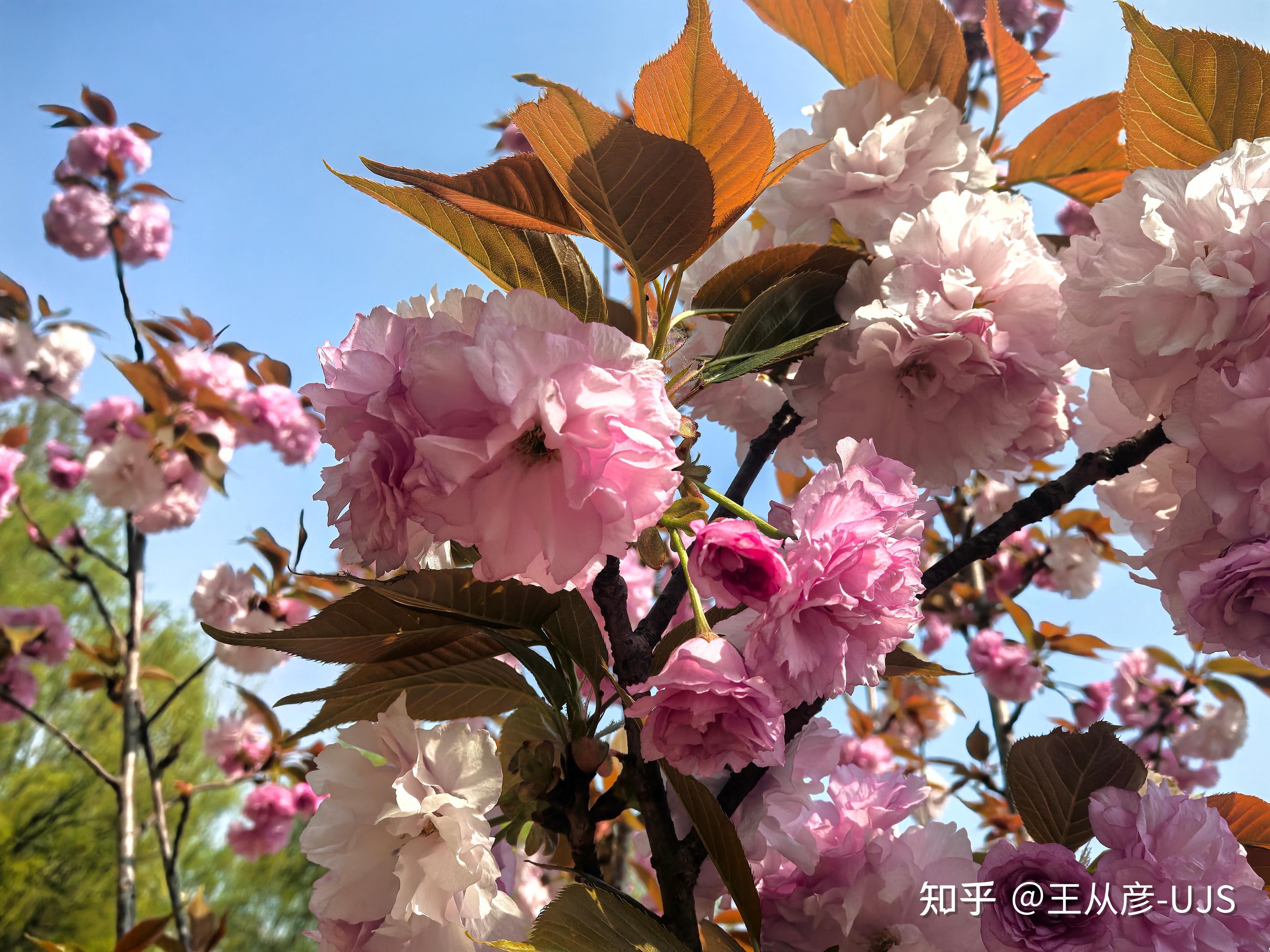 日本晚樱 - 知乎