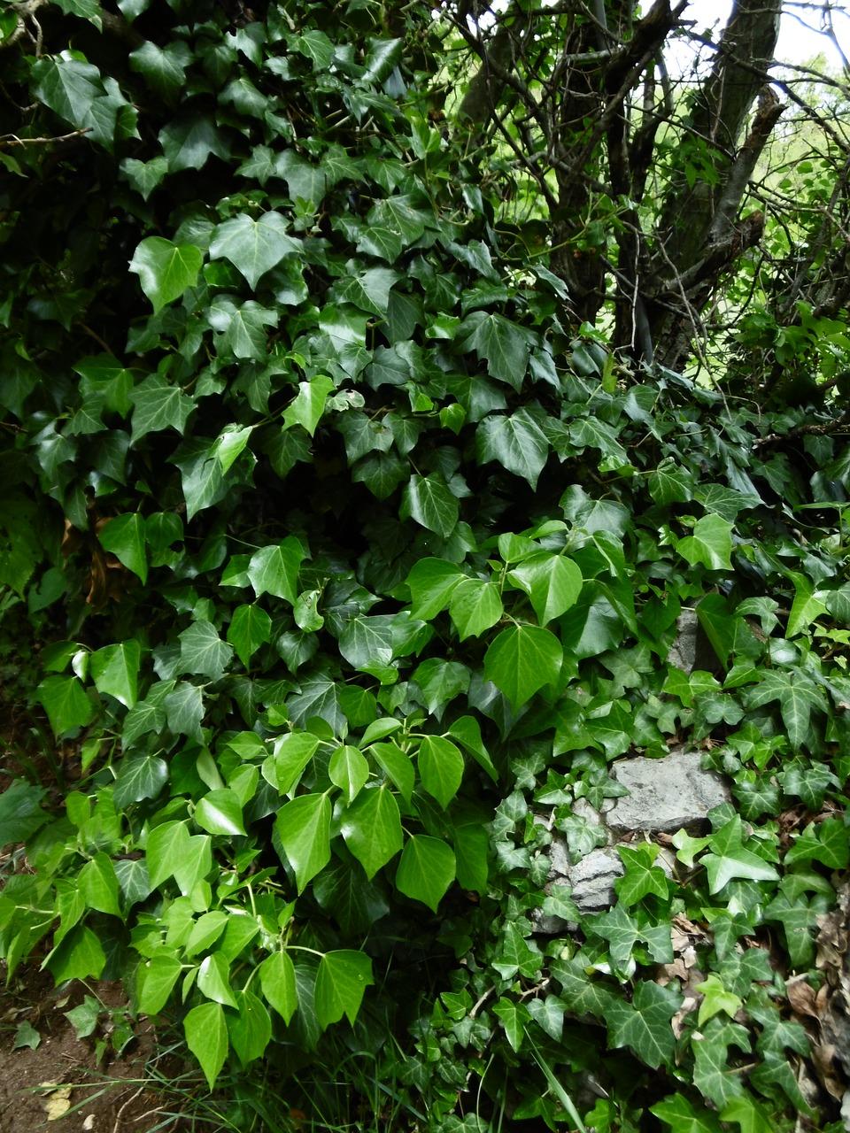 常春藤干叶是怎么回事