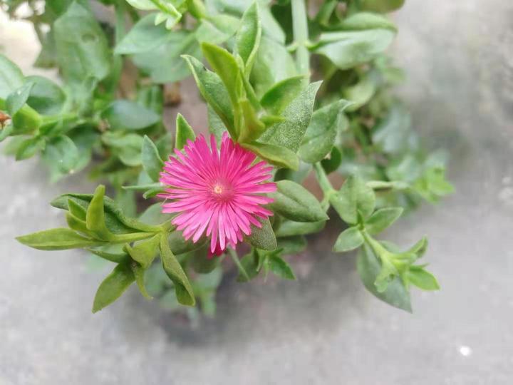 心叶日中花,一种可以吃的植物,你吃过吗?