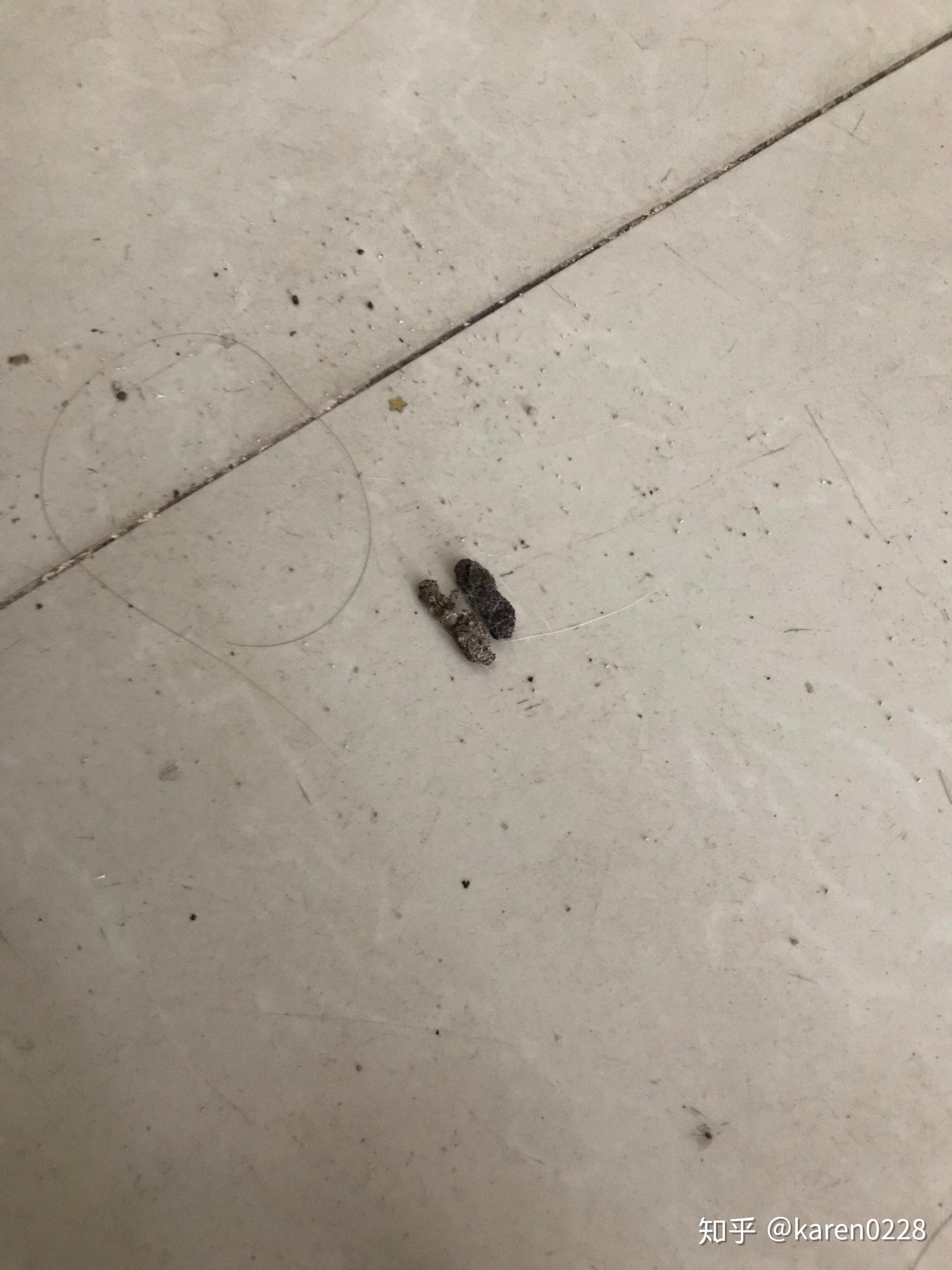 家里最近总是发现不明生物的大便,是不是蛇的?