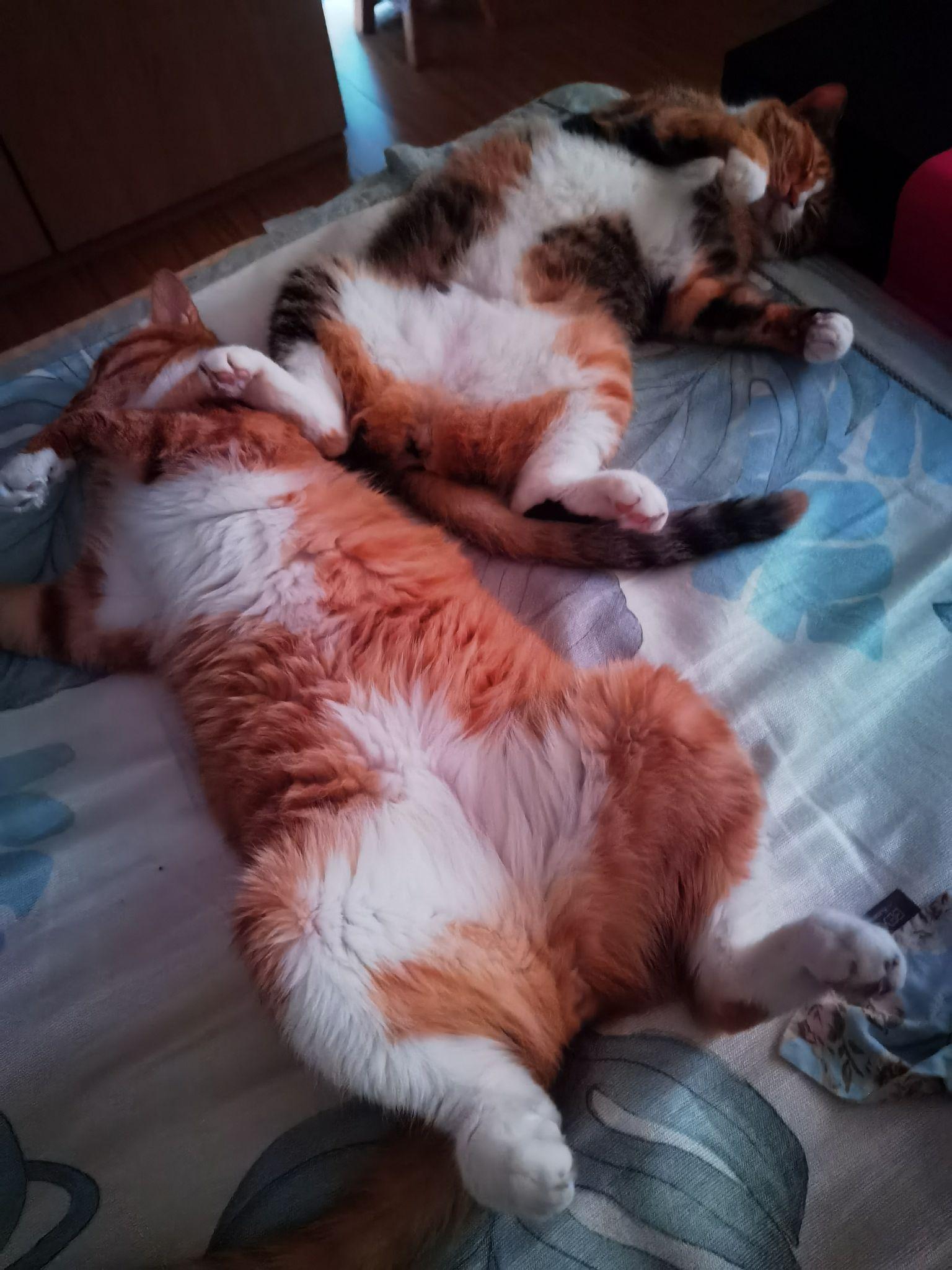 可以放一张猫猫睡懒觉的照片吗?