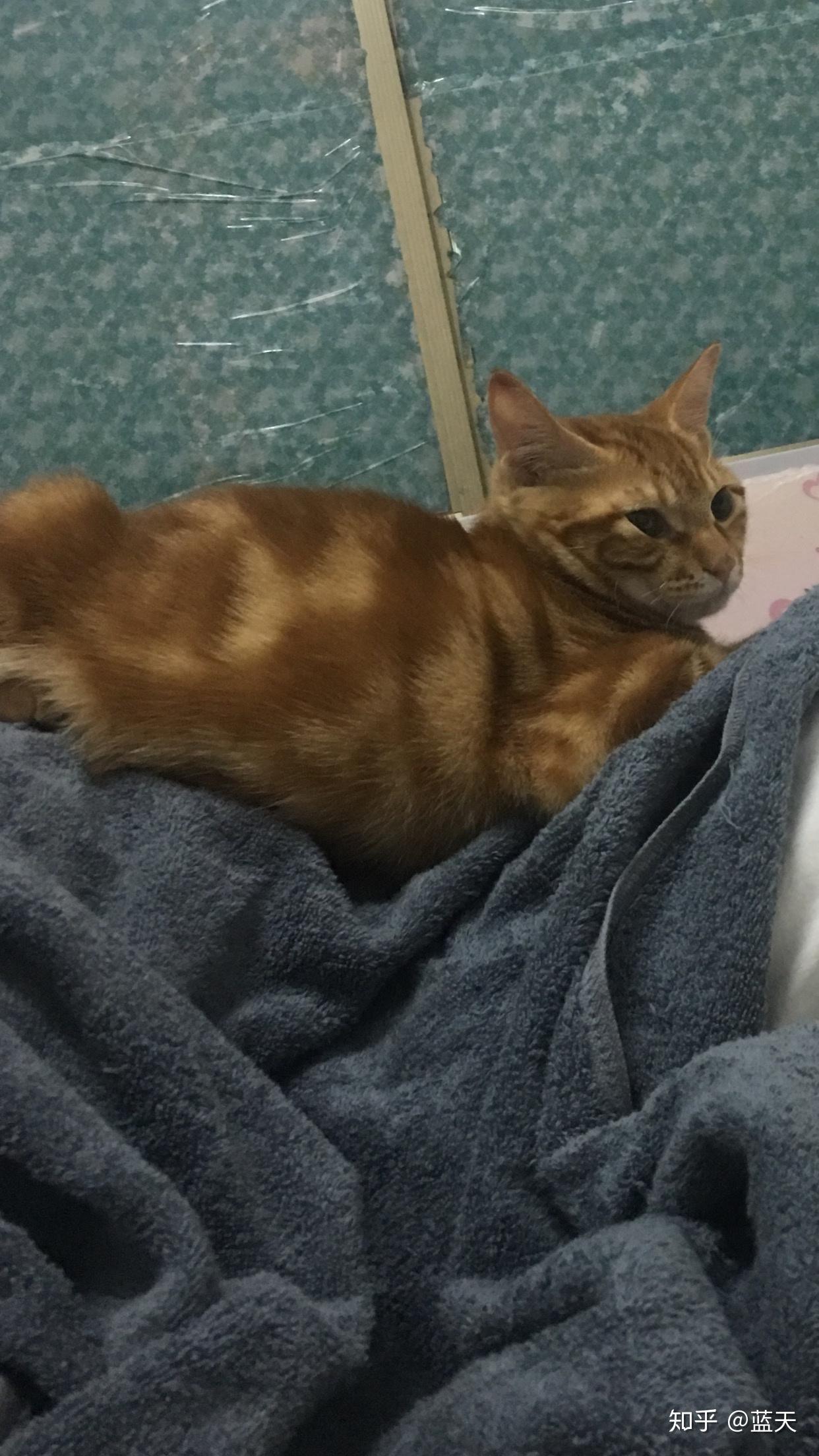 这个是橘色的美短嘛