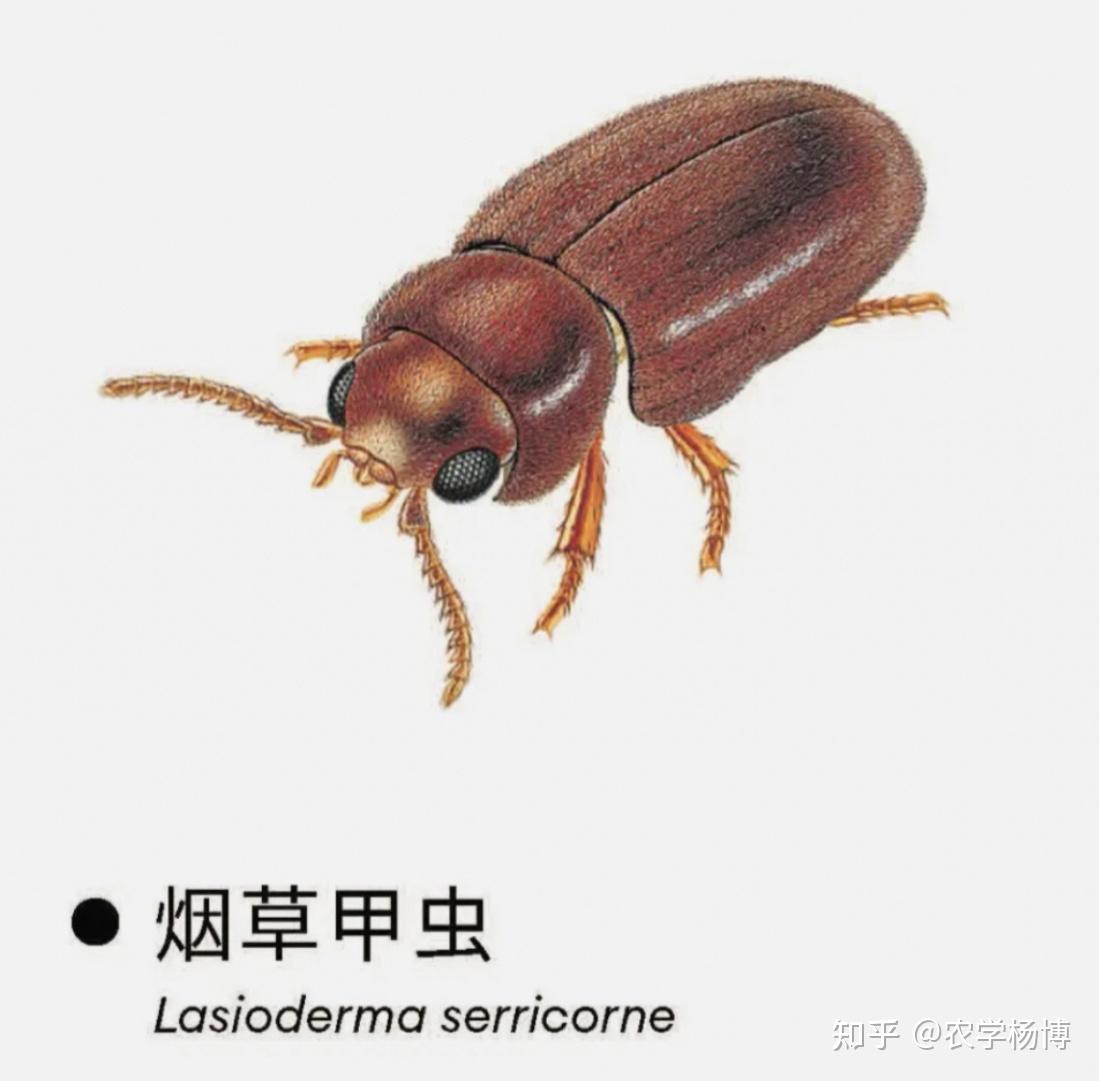 谁知道这是什么虫?椭圆形?