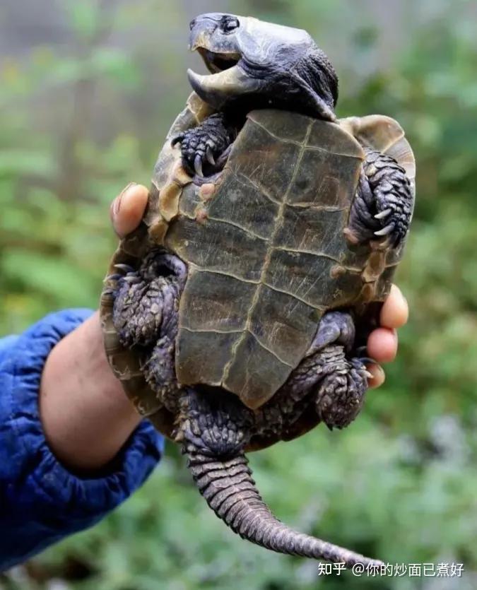 山海经中这个到底叫什么