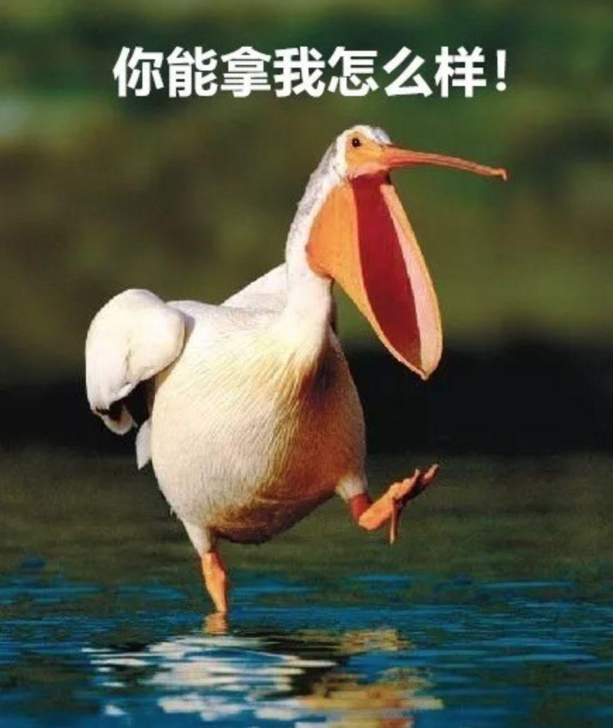 贱是什么动物(很贱的动物是什么) 第2张