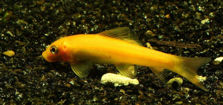 流氓观赏鱼有哪些?一只入缸,立刻鸡飞狗跳