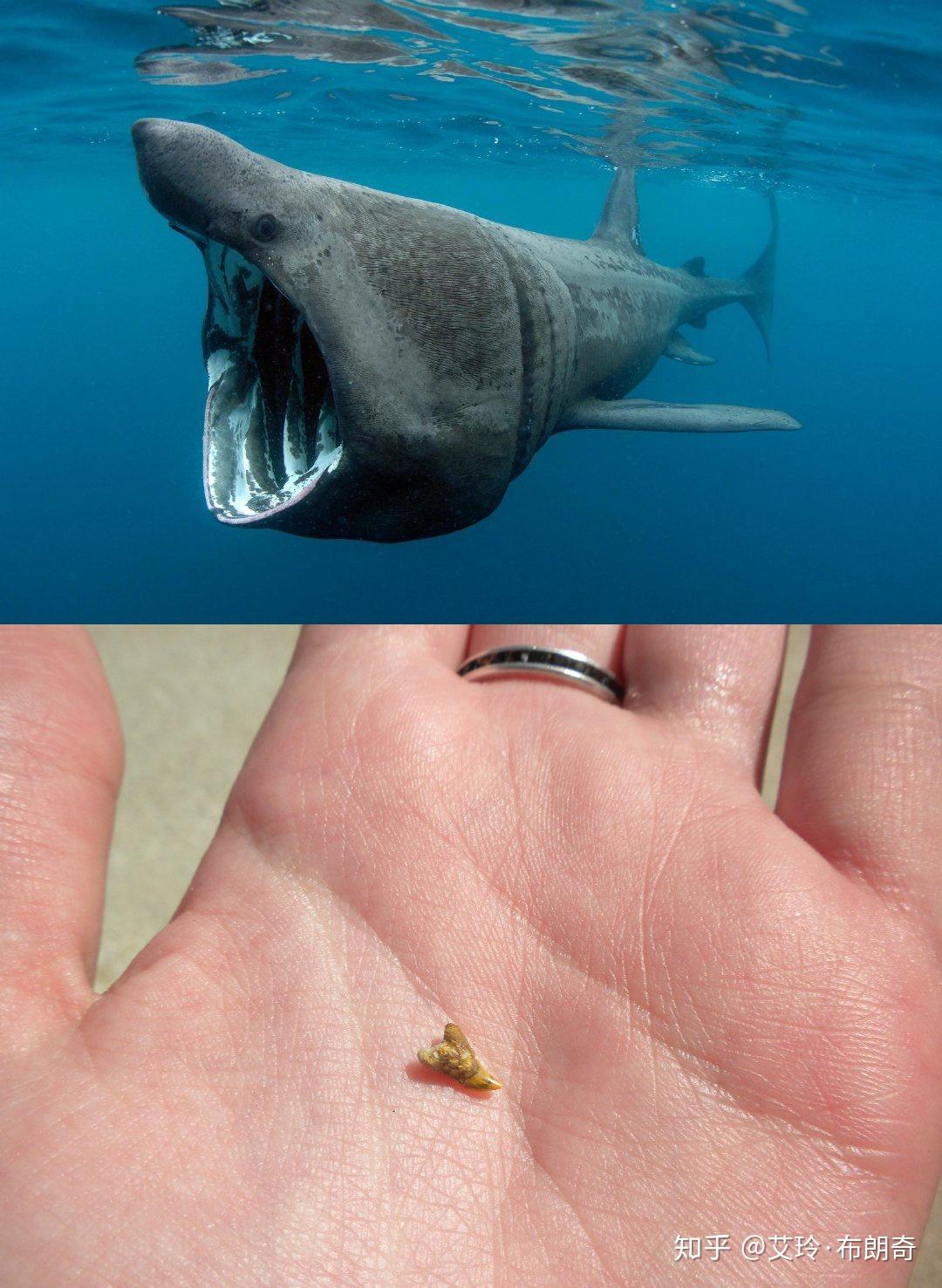 鲨鱼咬人只咬一口