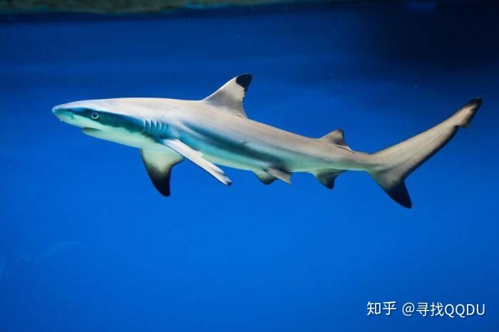 在家里养一只鲨鱼大概要多少钱? - 知乎