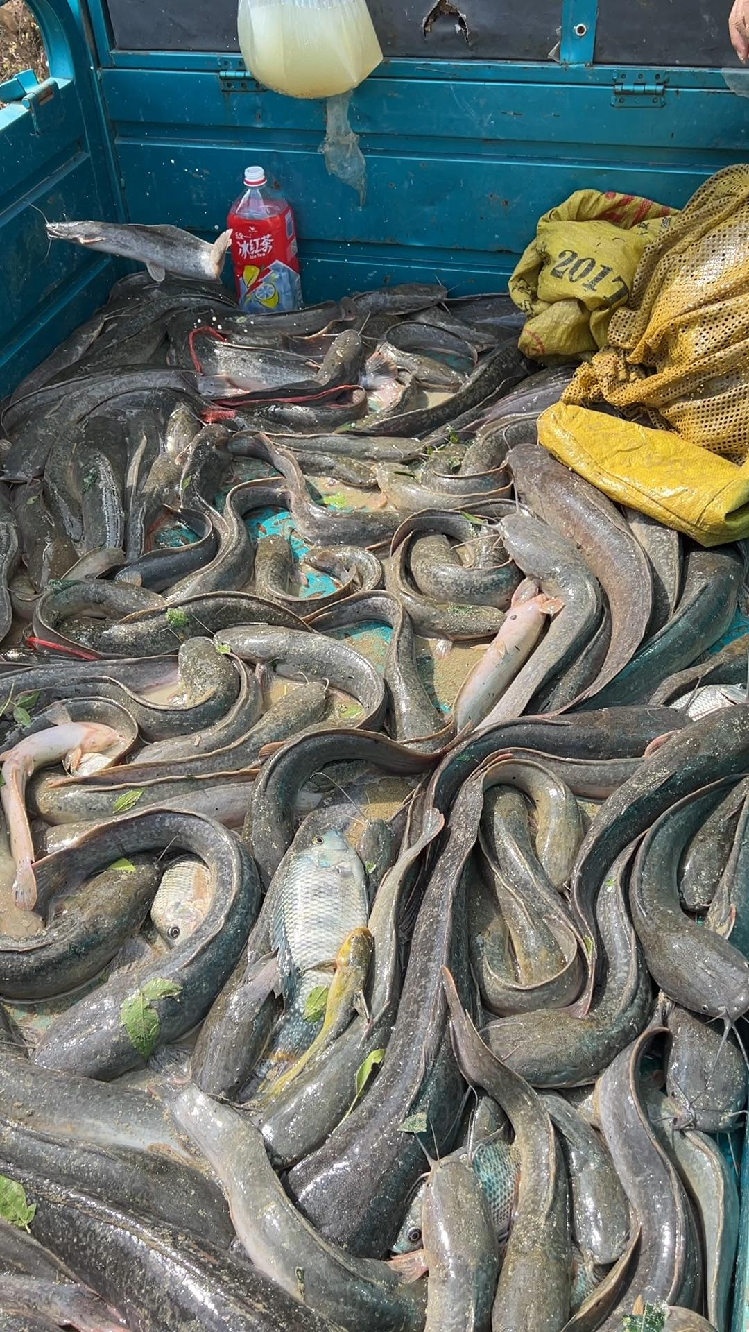 这种埃及鱼很好吃特别是野生