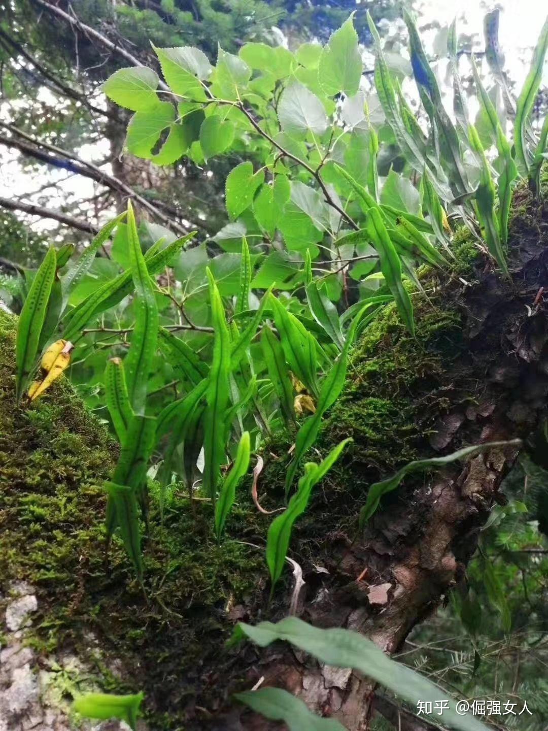 长白山肾精茶是什么,效果怎么样? - 知乎