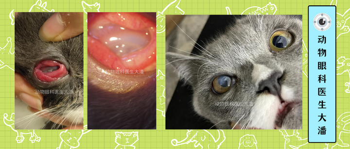猫咪眼睛烂掉一半,角膜溃疡,在我们这里治疗省掉10000多.