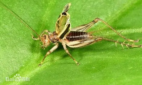 家里捉到的,有谁认识这种蝈蝈么?