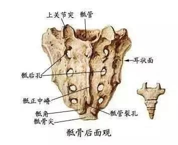 尾闾在太极拳行拳中的作用和习练方法 - 知乎