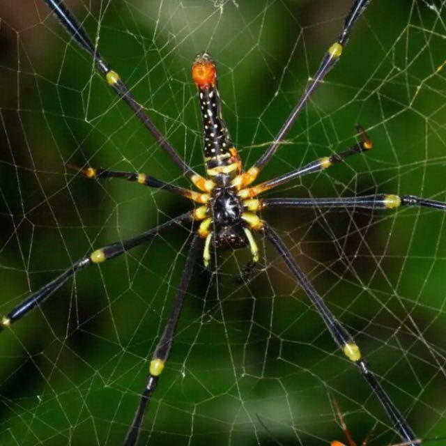 为什么古今中外原型为蜘蛛的怪物基本都是女妖/女怪？