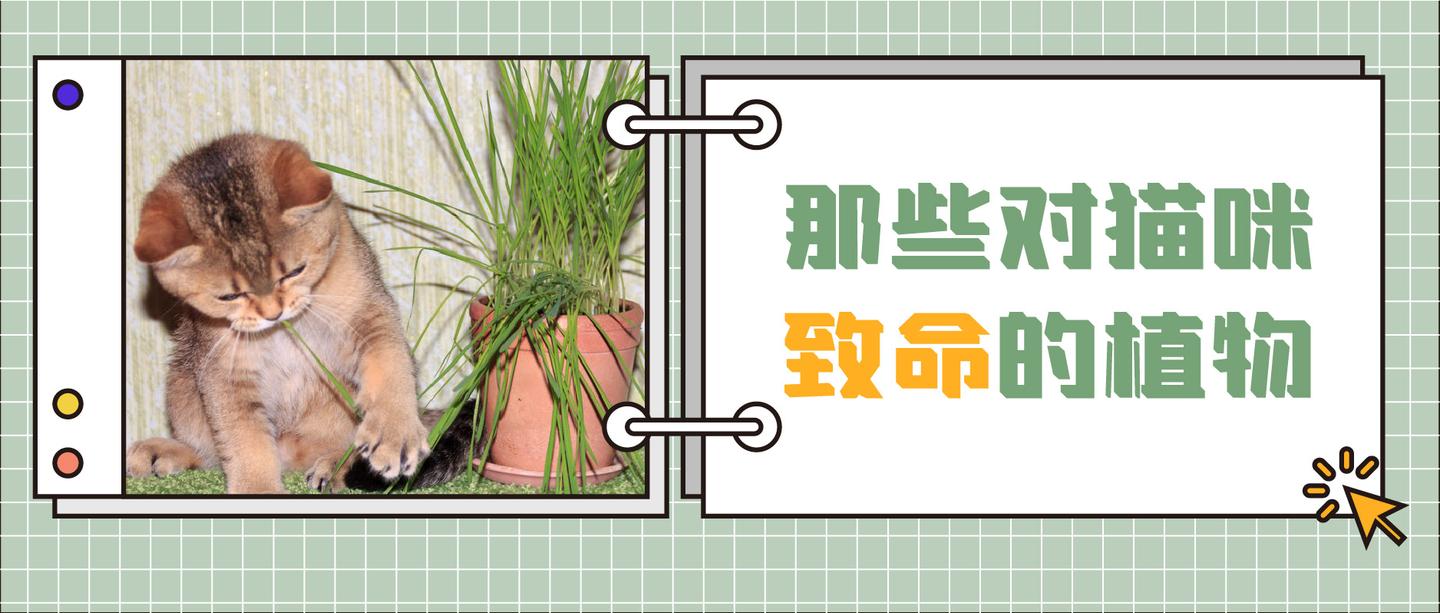 养猫家庭自查 这30种常见植物对猫有毒 知乎