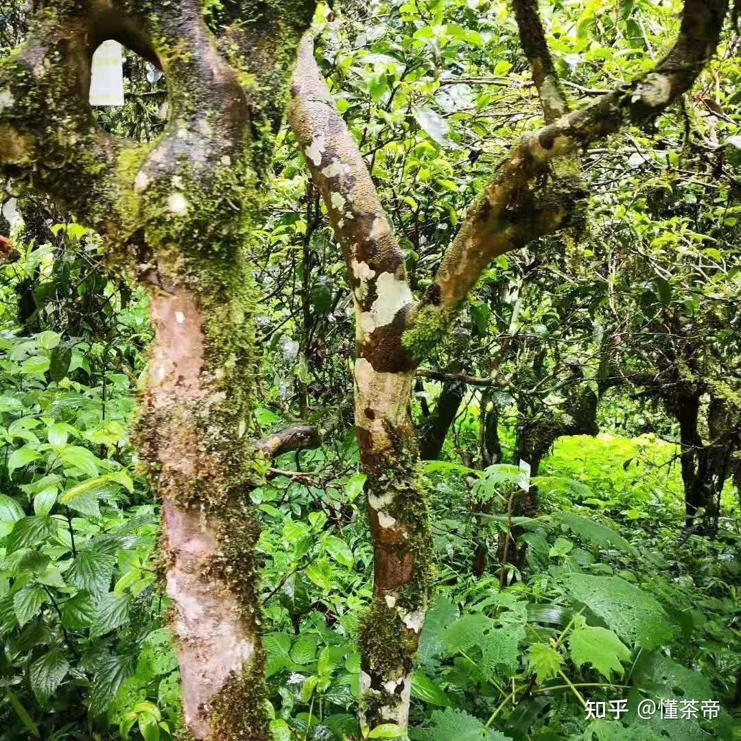 古树茶和台地茶有啥区别?一篇文章全搞明白! - 知乎