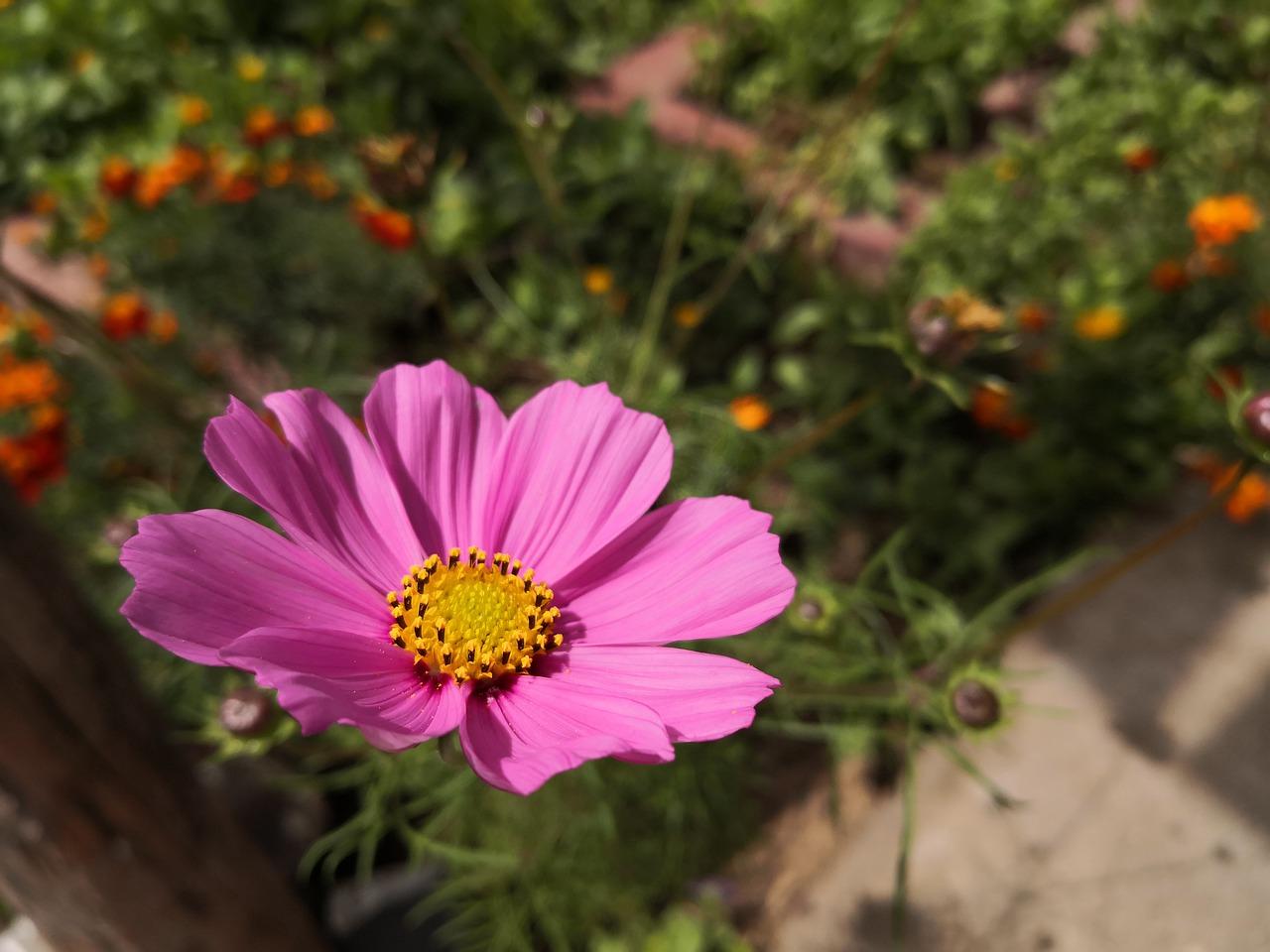 3. 玉树开花条件